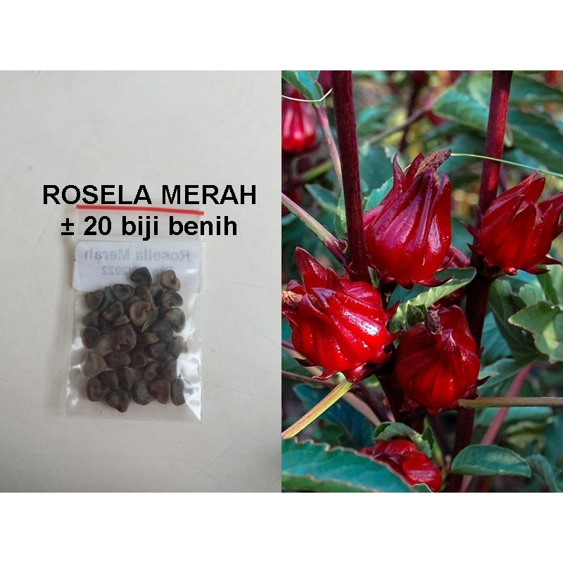 Benih Rosella Merah/Bibit Rosella Merah Isi 20 Benih