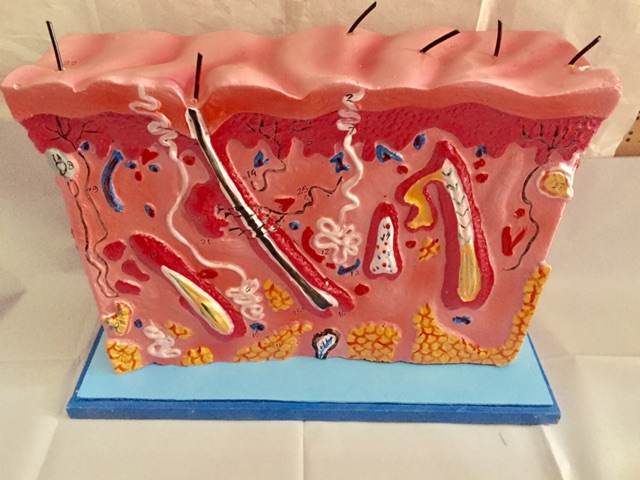 Torso Kulit (Epidermis) / Alat Peraga Sekolah / Model Kulit Manusia