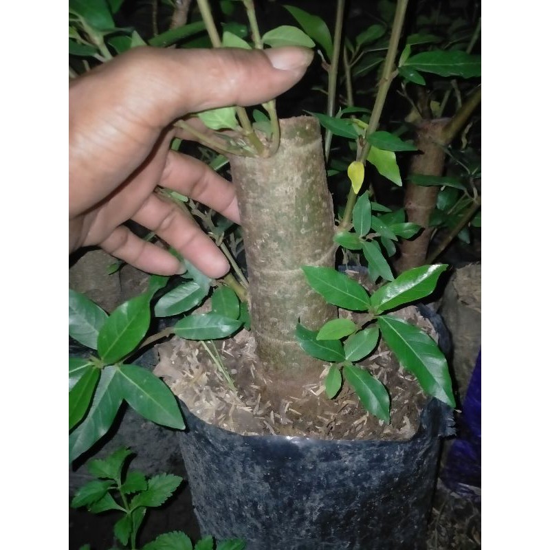 bahan bonsai Loa hasil cangkok,tanaman hidup