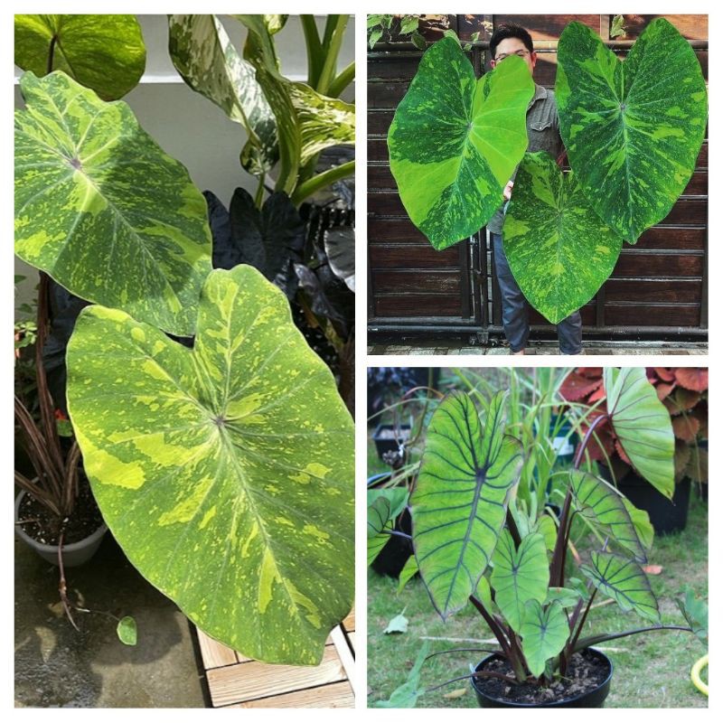 Paketan Colocasia (lime gecko,midori sour,blue hawaii)