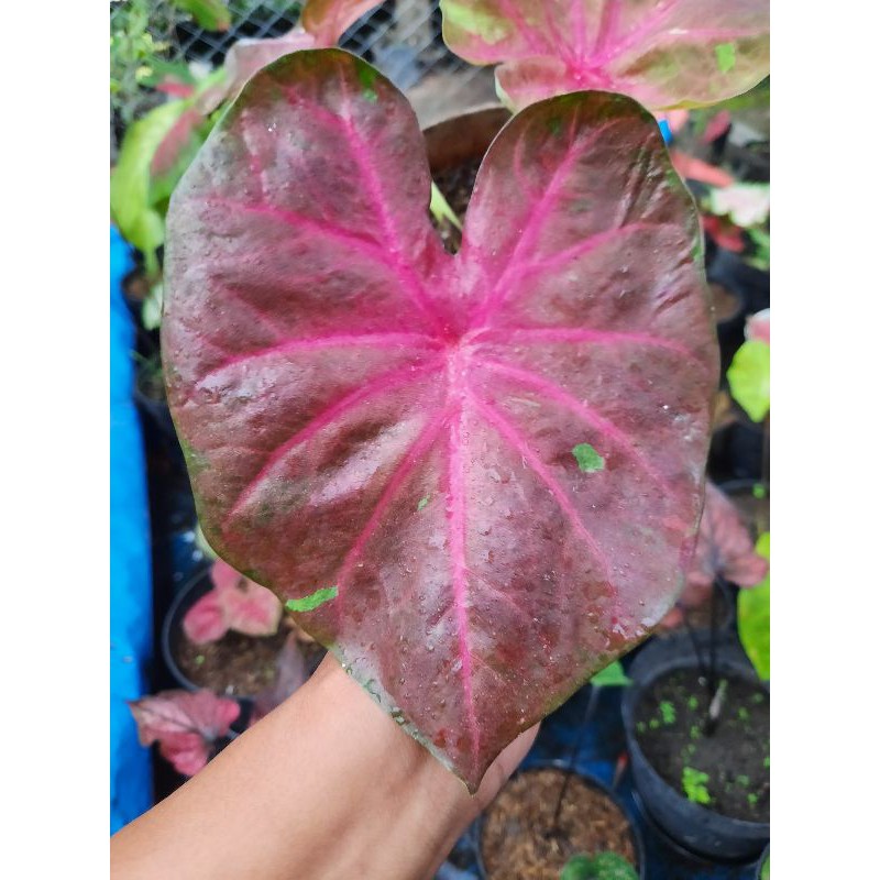Caladium Keladi Pinky Boy