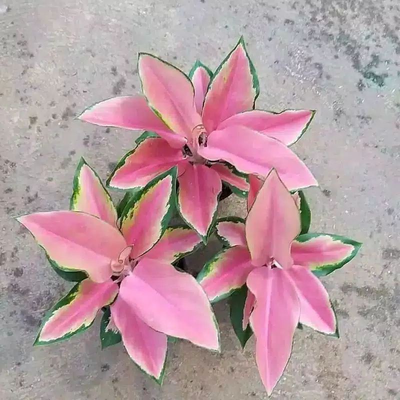 tanaman hias bonggol agkonema pink kocin tanaman hias