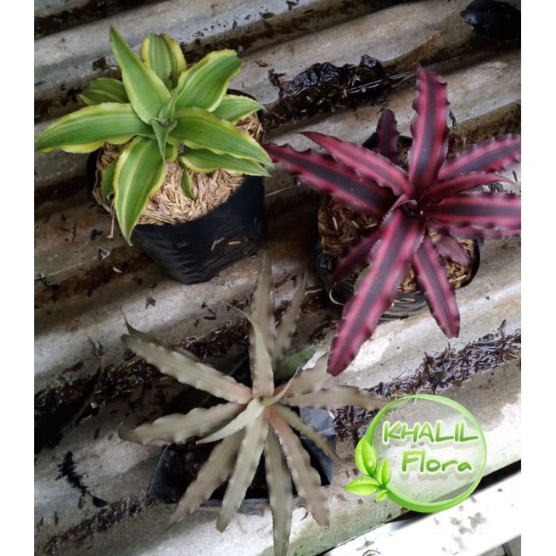 Paket Tanaman Hias Cryptantus Bromelia Mini / Cryptantus Toke Merah Hijau/ Tanaman Hias Mini