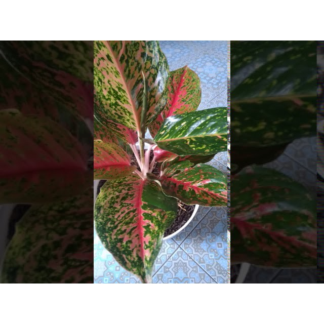 AGLONEMA  wulandari striptis