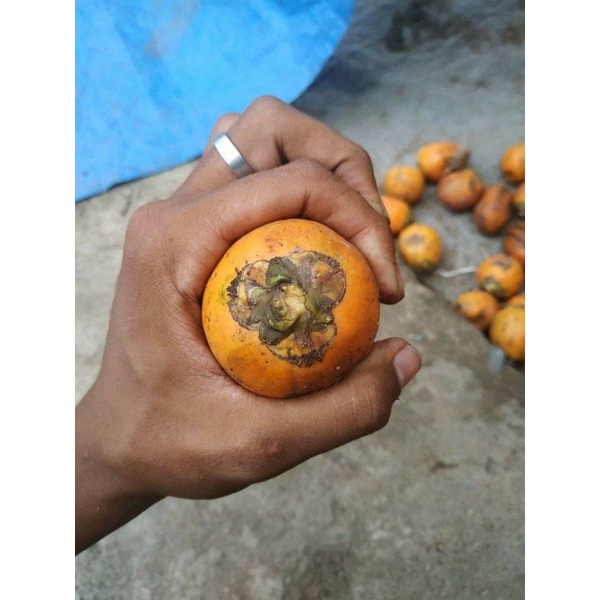 BIBIT PINANG BETARA SIAP SEMAI ATAU PINANG VARIETAS BETARA DAN PINANG UNGGUL