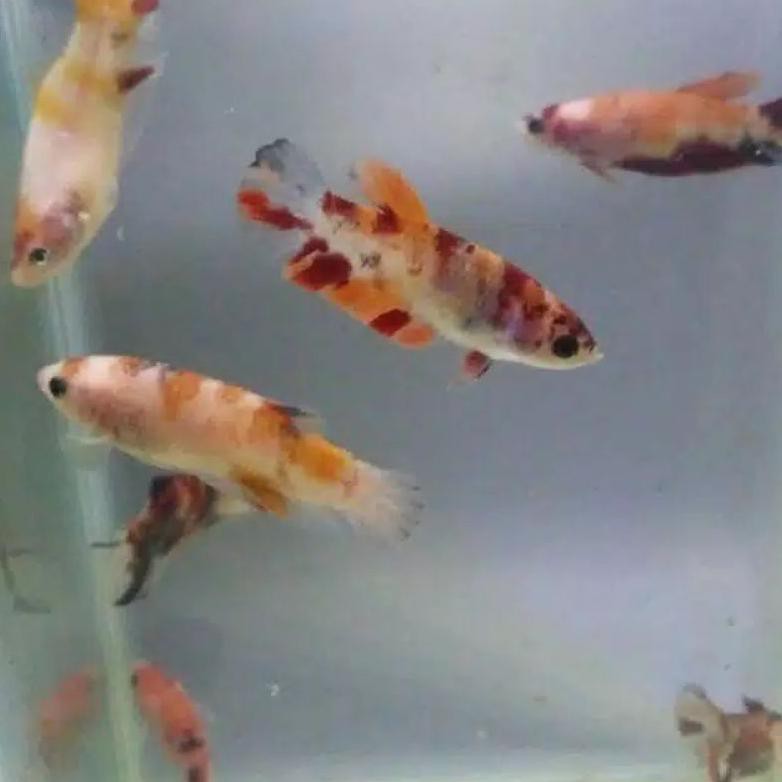 Ready Ikan Cupang Hias Female/Male Koi Nemo Galaxy Multicolor