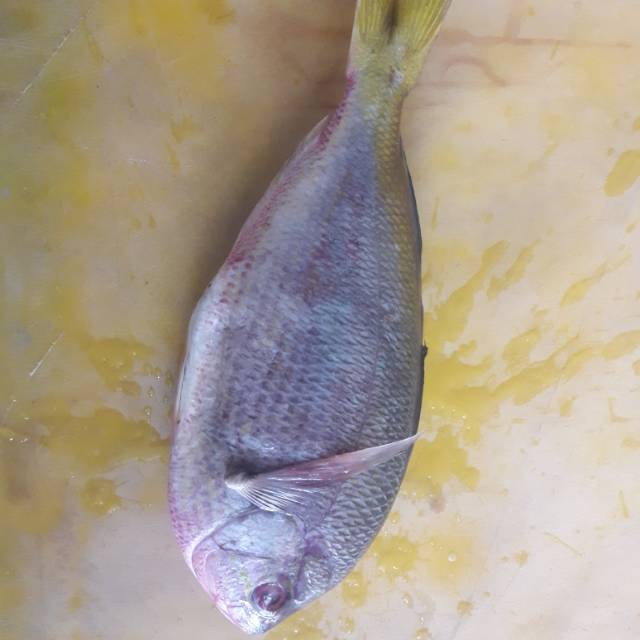 

Ikan ekor kuning fresh