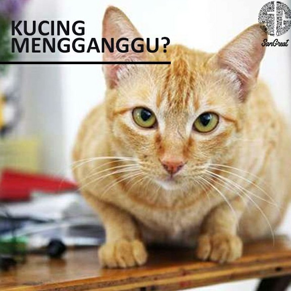 Alat pengusir kucing anti kucing organik dan semprotan penangkal kucing  kampung alami terbaik gel 70 gr dan spray 100 ml indoor dan outdoor bye bye cat kucing liar dan peliharaan untuk mencegah kucing bandel berak pup pipis sembarangan