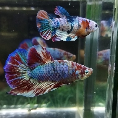 SEPASANG/ 1 PAIR IKAN CUPANG PK MULTICOLOR/MULTI RAINBOW SIAP BREED 100% REALPICT (KODE AR19)