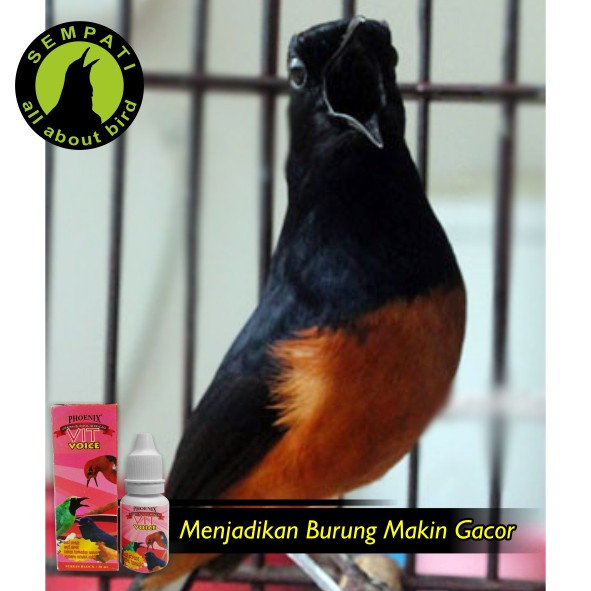 Vit Voice Phoenix Vitamin Burung Meningkatkan Daya Tahan Tubuh
