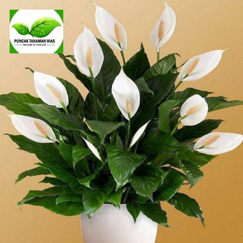 Tanaman hias spatuphilum peace lily - Peace lily bunga