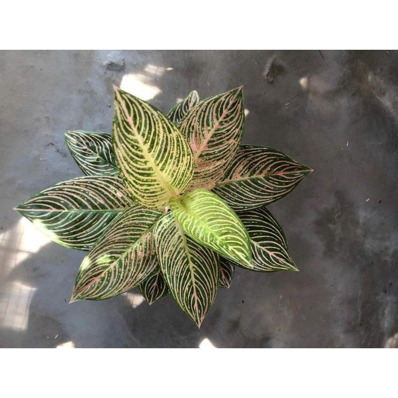 bonggol aglonema golden hope sudah bertunas