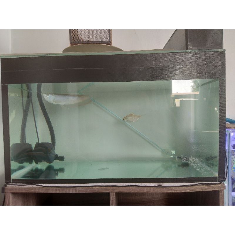 Paket/Bundling Ikan Arwana Silver Red