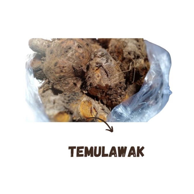 

1KG TEMULAWAK EMPU SEGAR / BIANG TEMULAWAK SUPER / CURCUMA/REMPAH JSR