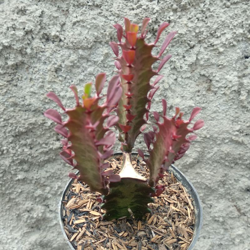 Euphorbia Trigona Merah | Kaktus | D 10cm