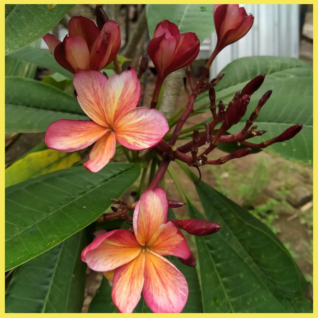 Benih biji Bunga Kamboja Bali | Plumeria | Import