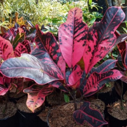 Tanaman Hias Puring Proton-Puring croton-Puring Bali