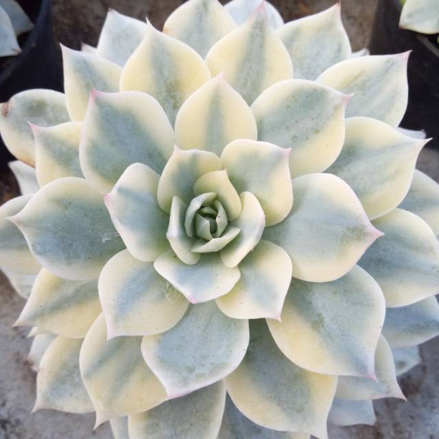Echeveria Subsesilis variegata