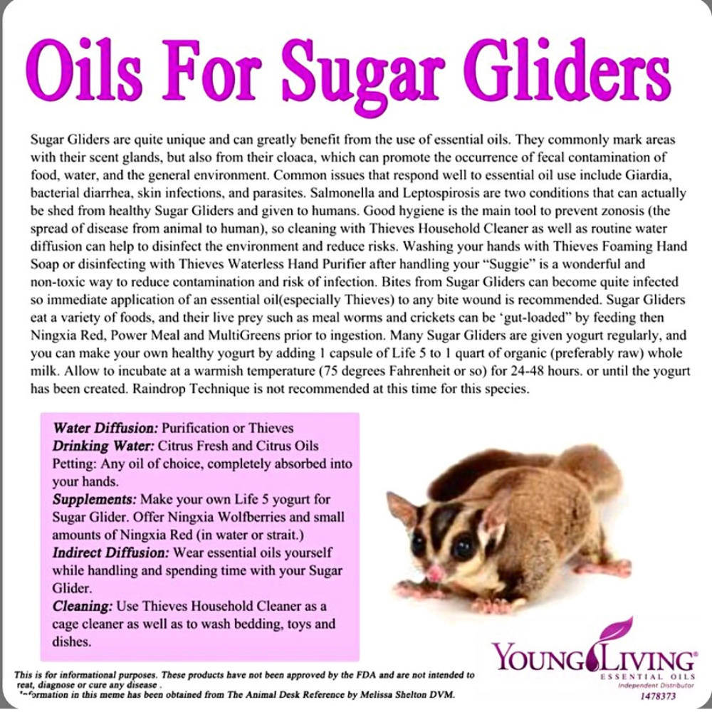 ADEWAP GLIDER Minyak Ikan Omega 3 Sugar Glider Fish Oil 40 Butir – Minyak Ikan  Suplemen Bulu & Kesehatan