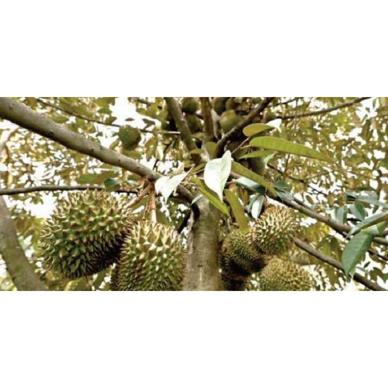 Pupuk Booster Durian Organik Pelebat Pemicu cepat berbuah besar dan manis