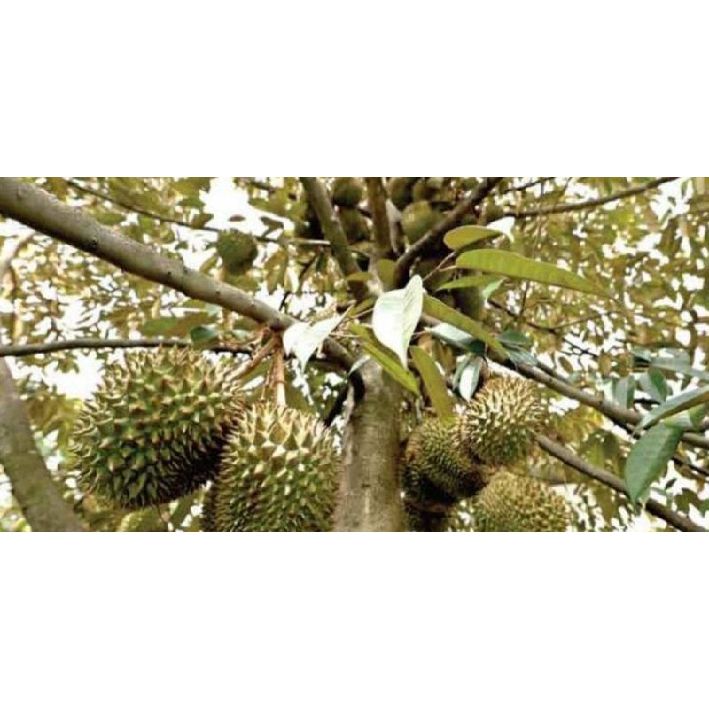 Pupuk Booster Organik Pelebat Buah Durian dan Pemacu Bunga dan Buah Durian Agar Cepat Berbuah Lebat