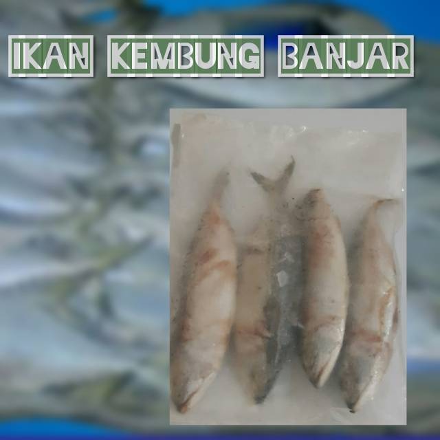 

Ikan Kembung Banjar beku