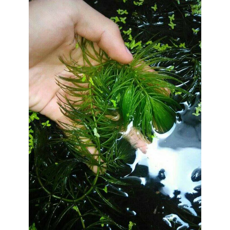 Tanaman air Aquascape - tanaman ganggang Hydrilla