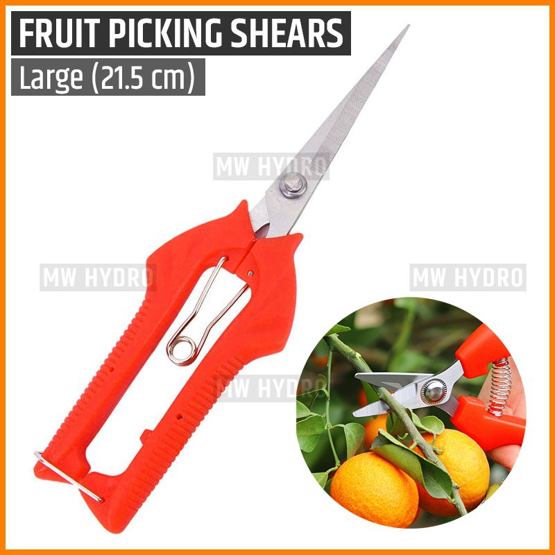 Gunting Buah, Bunga, Daun, Bonsai - Fruit Picking, Thinning Shears - L