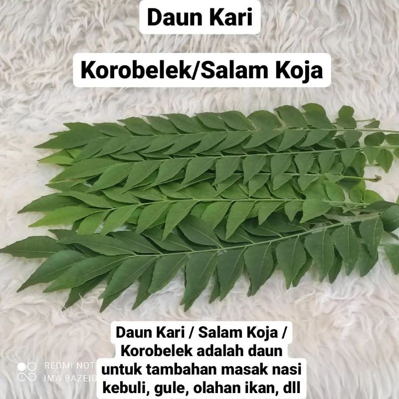 

Daun kari korobelek salam koja 5 tangkai