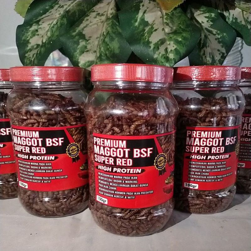 Maggot 100gr Premium Super Red/Bsf( Pakan ikan Chana,Louhan,Oscar,Koi,Pbass ,Arwana)