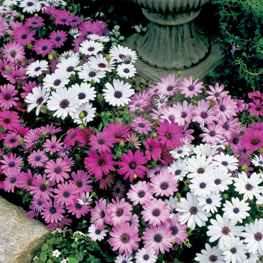 Benih Bibit Biji - Bunga South African Daisy / Aster Afrika (Osteospermum ecklonis) Flower Seeds - IMPORT