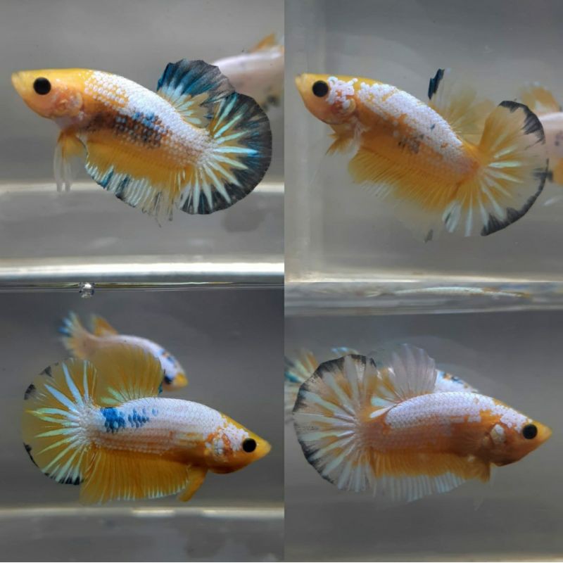 4 Ekor Male yellow fancy Top grade