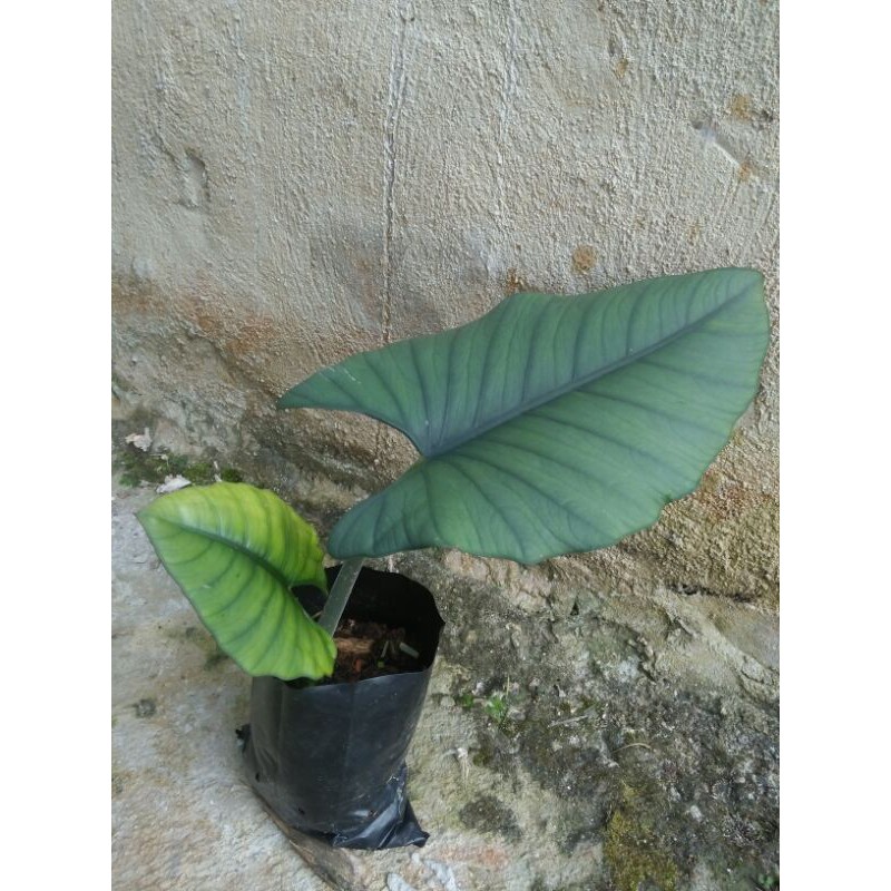 Alocasia Regina