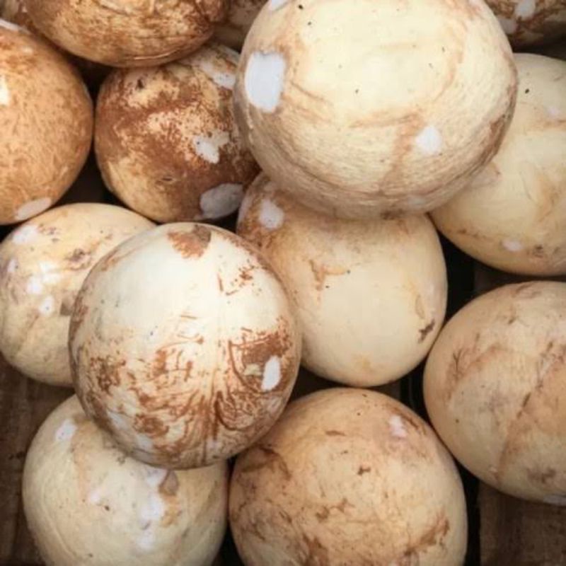 kelapa santan kelapa muda utuh atau parutan kelapa segar fresh