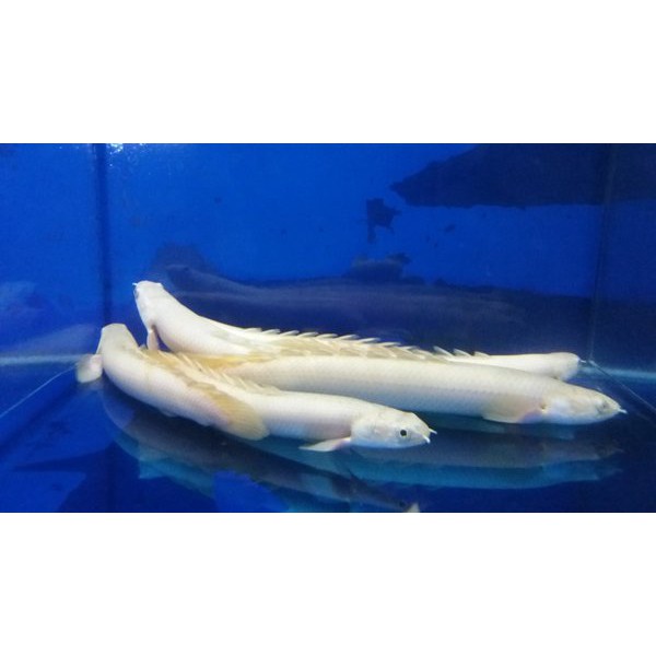 

PALMAS SENEGALUS PLATINUM GRADE A.PUTIH BERSIH