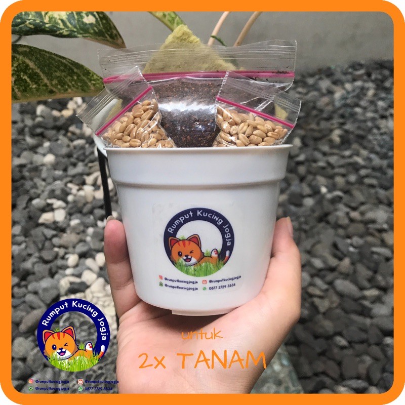 PAKET LENGKAP WHEATGRASS RUMPUT KUCING NUTRISI KUCING