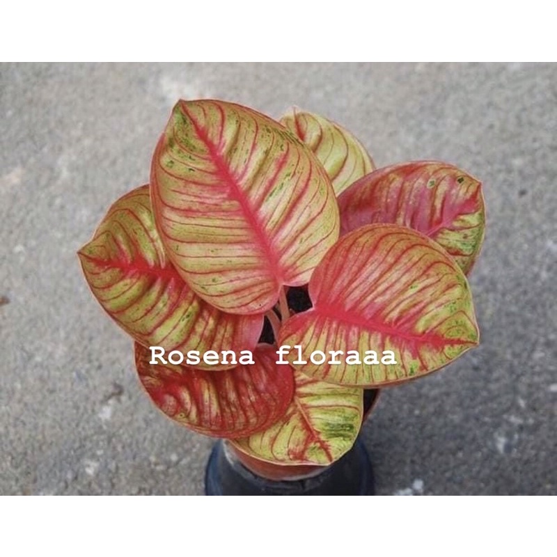 AGLONEMA BEBY SERAT AJISAKA IRENG PROMO 80%