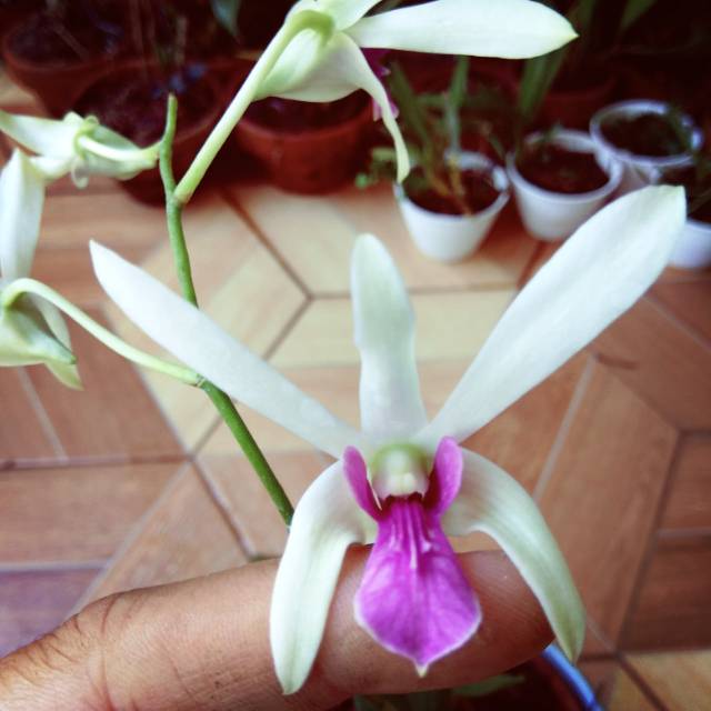 Anggrek Dendrobium Mesangnil
