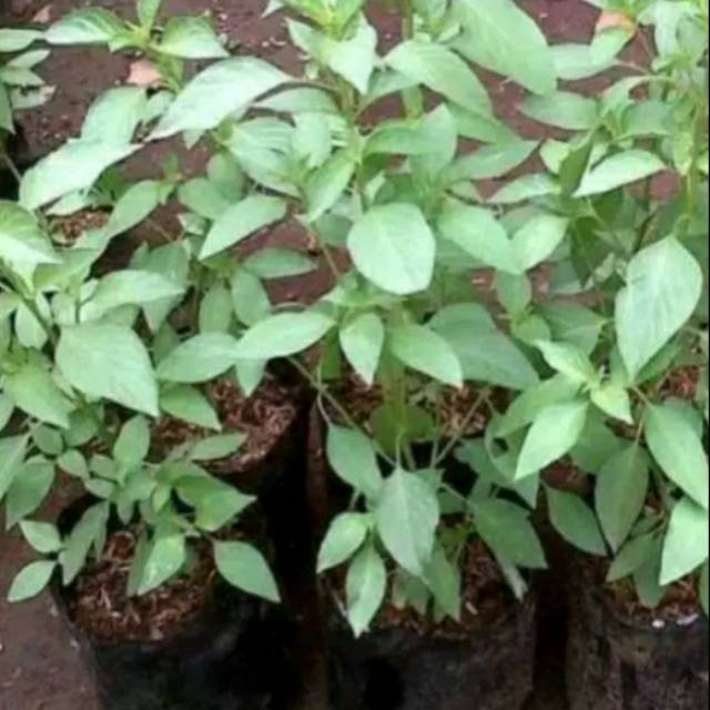 

Bibit pohon kemangi