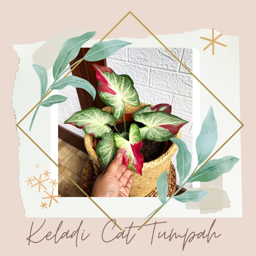 Tanaman Hias Keladi Cat Tumpah Bibit Bunga Keladi Cat Tumpah Bunga Keladi Murah