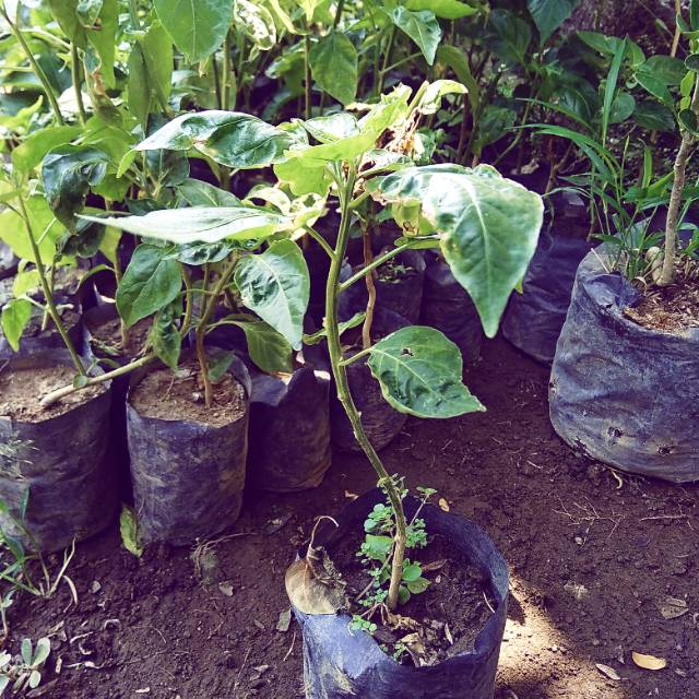 

paket tanaman 5 cabe rawit siap tanam