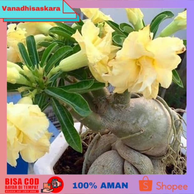 (BISA COD) bibit tanaman adenium bunga kuning bonggol besar kamboja jepang bonsai