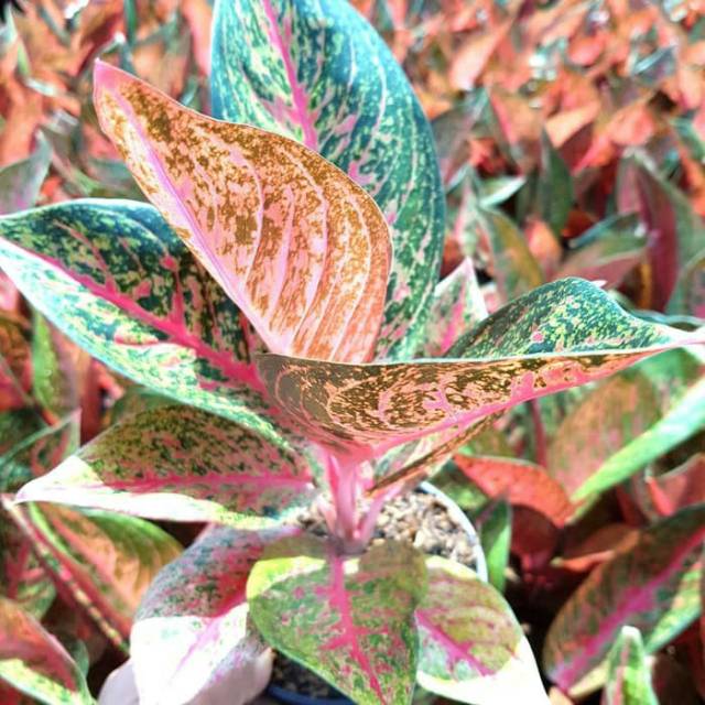 Bibit tanaman aglonema tiara