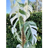 epipremnum pinnatum variegated