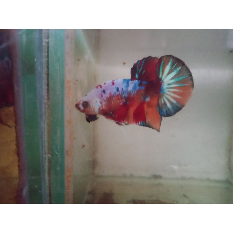 BEST SELER|BETTA FISH|IKAN CUPANG ANAKAN NEMO/MULTY COLOUR