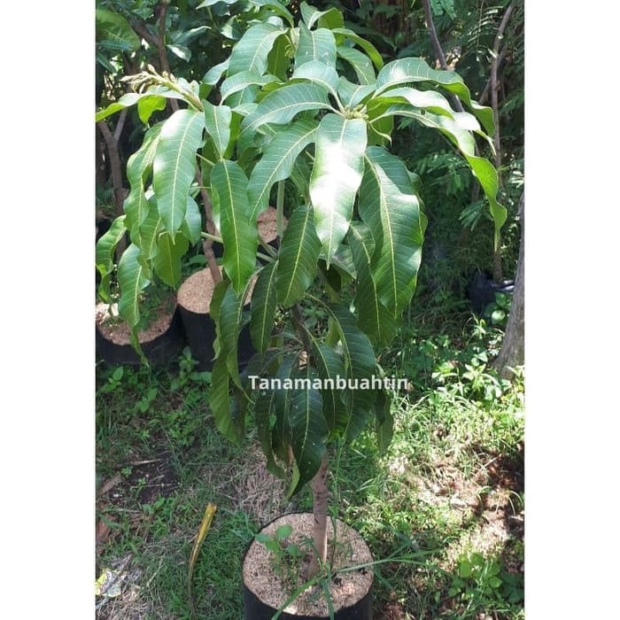 Tanaman Mangga Chokanan 1 Meter (BISA COD BOS)