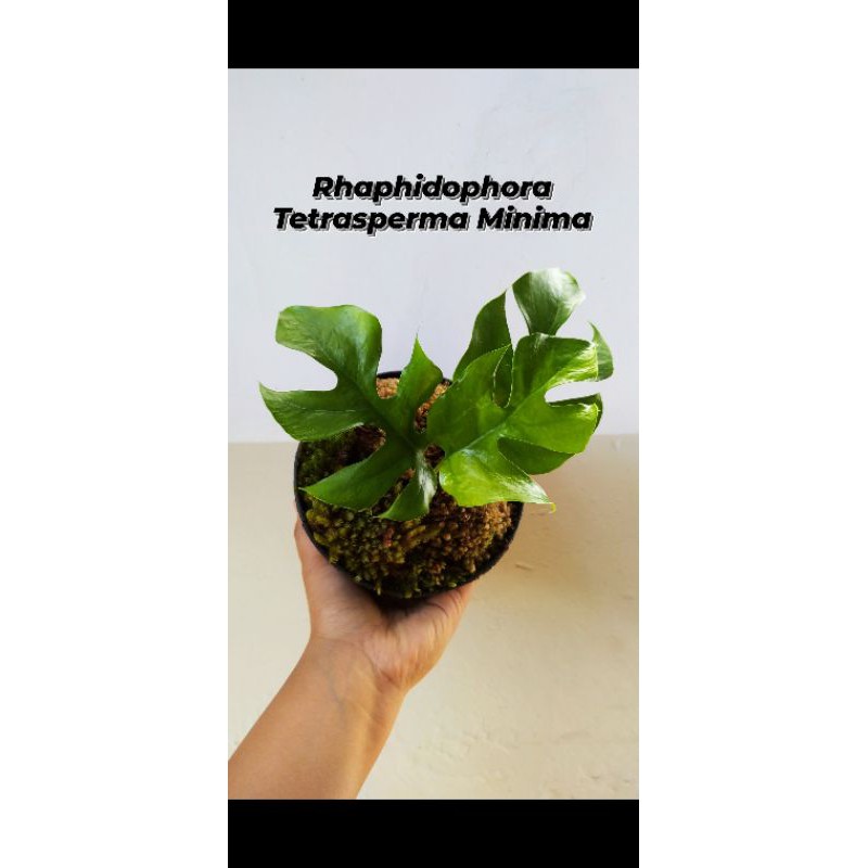 Monstera Raphidophora Tetrasperma Minima