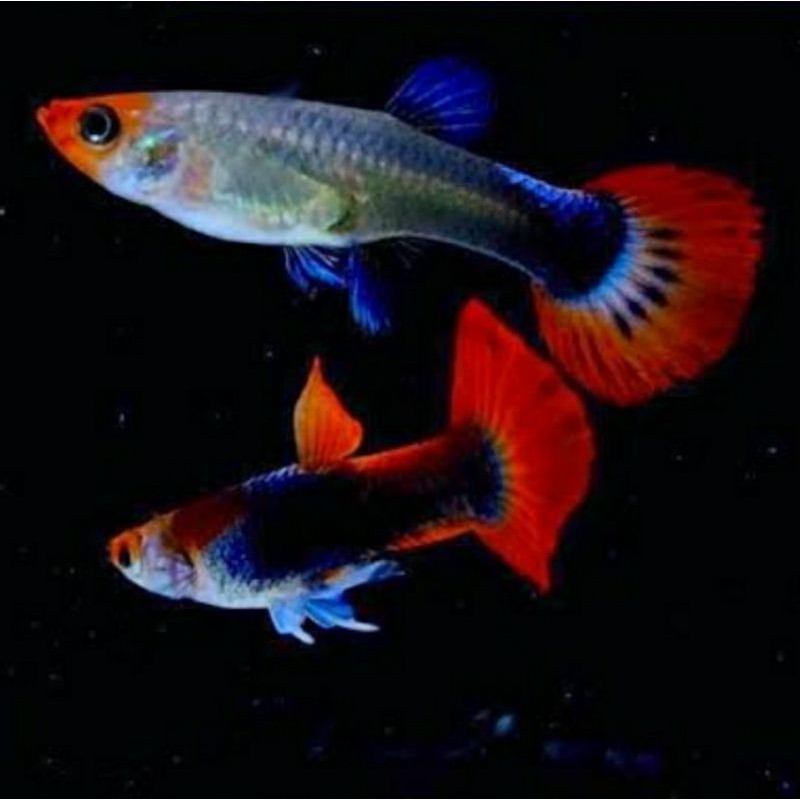 Ikan guppy tuxedo koi