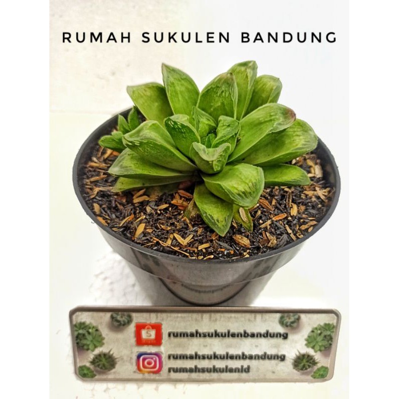Sukulen Haworhia Retusa Besar / Jumbo Banyak Anak + POT