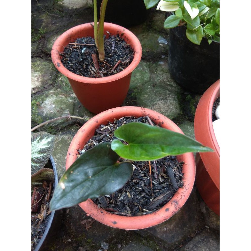Tanaman hias syngonium black/erythrophyllum singonium hitam